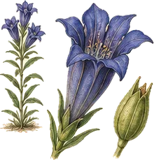 Bottle Gentian