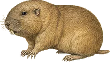 Plains Pocket Gopher