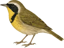 Kentucky Warbler