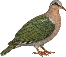 Key West Quail-Dove