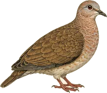 Ruddy Quail-Dove