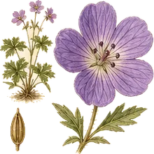 Carolina Cranesbill