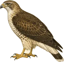 White-tailed Hawk