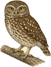 Ferruginous Pygmy-Owl