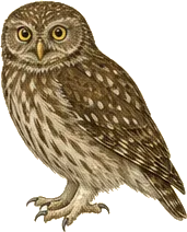 Northern Pygmy-Owl