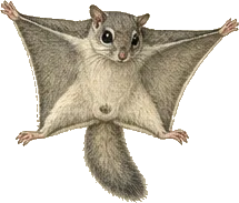 Humboldt's Flying Squirrel
