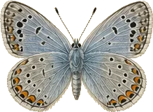 Silvery Blue