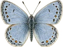 Arrowhead Blue