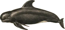 Long-finned Pilot Whale