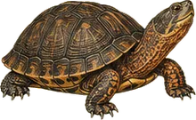 Wood Turtle