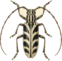 White Oak Borer
