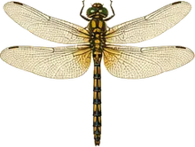 Lancet Clubtail