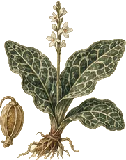 Downy Rattlesnake Plantain