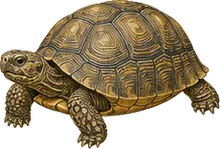Desert Tortoise