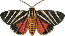 Virgin Tiger Moth