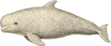 Risso's Dolphin
