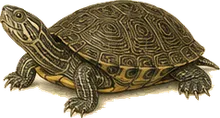 Common Map Turtle
