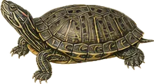 False Map Turtle