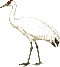 Whooping Crane