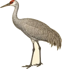 Sandhill Crane