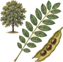 Kentucky Coffeetree