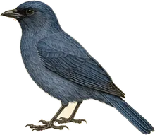 Pinyon Jay