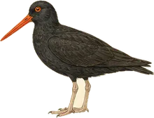 Black Oystercatcher