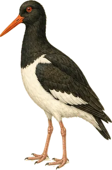 Eurasian Oystercatcher