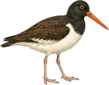American Oystercatcher