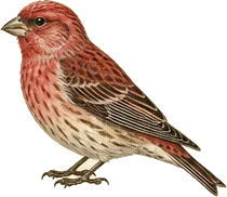 Cassin's Finch
