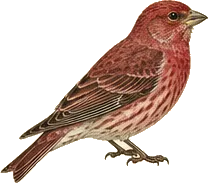 Purple Finch