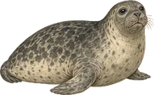 Gray Seal