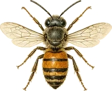 Orange-banded Sweat Bee