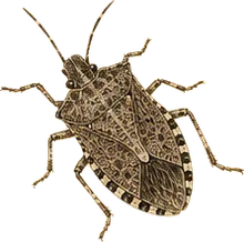 Brown Marmorated Stink Bug