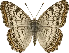 Variable Cracker Butterfly