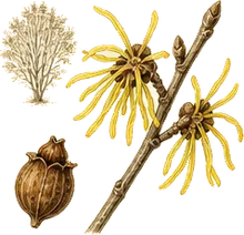 Vernal Witch Hazel