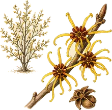 Witch Hazel