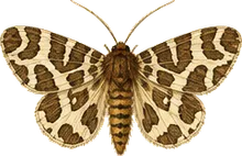 Clymene Moth