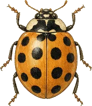Asian Lady Beetle