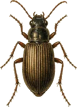 Bronze Carabid
