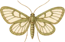 Grapeleaf Skeletonizer Moth