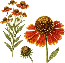 Common Sneezeweed