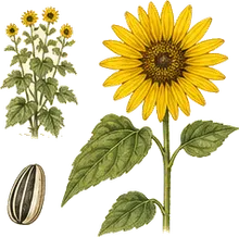 Prairie Sunflower