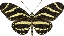 Zebra Heliconian