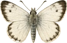Northern White-Skipper