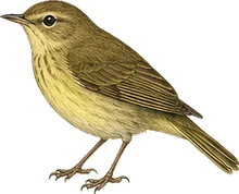 Worm-eating Warbler