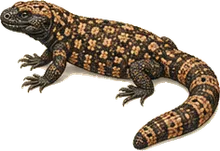 Gila Monster