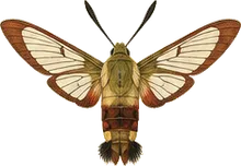Hummingbird Clearwing
