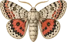 Wild Cherry Silk Moth