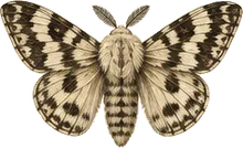 Buck Moth